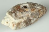 Chalcedony Replaced Gastropod With Sparkly Quartz - India #188800-1